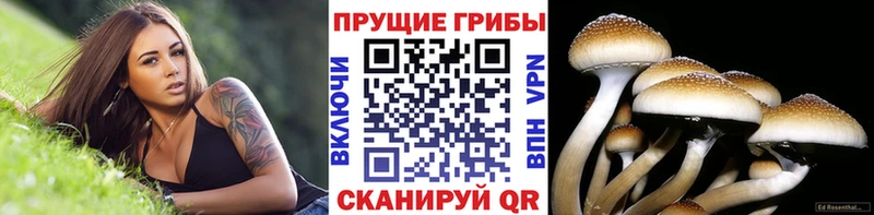 мега рабочий сайт  даркнет сайт  Волгореченск  Галлюциногенные грибы прущие грибы 